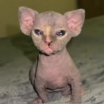 Cat dobby