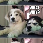 Doggo | I DON'T KNOW ABOUT YOU BUT I'M WORRIED ABOUT THE CALENDAR. WHAT, WHY? ITS DAYS ARE NUMBERED. | image tagged in dog bad joke | made w/ Imgflip meme maker