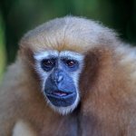 Concerned Gibbon
