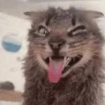 My qt quen GIF Template