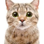 Catty, catty, kitty, kitty, cou, koo, koo, cou meme