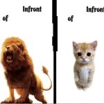 X in front of Y lion and cat