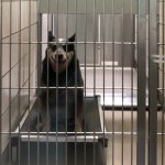 dog behind bars