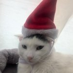WTF elf cat