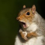 weeping squirrel