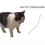 Cat scream why is it going down
