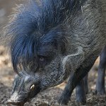 Metal Warty Pig
