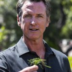 gavin newsom grass