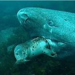 Seal gettin' eatin' by  Greenland shark