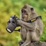 Photographer monkey meme
