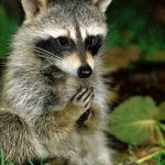 raccoon pray