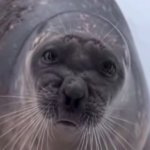Disgusted seal