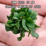 Way too much luck | UMM THIS IS AN ILLEGAL AMOUNT OF LUCK | image tagged in 63 leaf clover | made w/ Imgflip meme maker