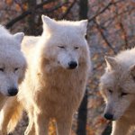 3 sad wolfs