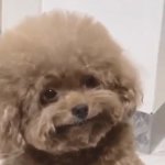 Cute dog smiling GIF Template