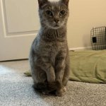 innocent cat template