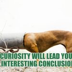 Curiosity will lead you interesting conclusions | CURIOSITY WILL LEAD YOU TO INTERESTING CONCLUSIONS | image tagged in curiosity is learning,autism,curiosity,problem solving,innovation,interesting | made w/ Imgflip meme maker