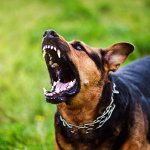 Angry dog