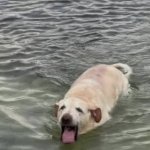 Dog choking on water