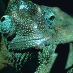 Kash Patel's baby picture