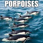 Porpoises | INTENSIVE PORPOISES | image tagged in porpoises | made w/ Imgflip meme maker