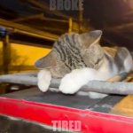 Tired Cat | BROKE; TIRED | image tagged in tired cat | made w/ Imgflip meme maker