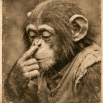 Monkey sniffing finger