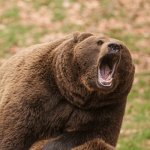 Screaming bear