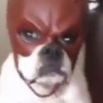 Wilbur is calling…