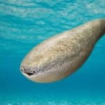 This fish has seen X