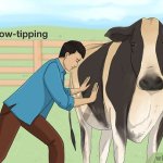 cow tipping