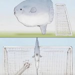 Sunfish Goalie