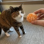 Cat scared of mandarin