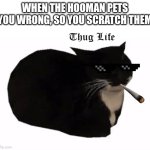 deal with it | WHEN THE HOOMAN PETS YOU WRONG, SO YOU SCRATCH THEM | image tagged in maxwell the cat,thug life | made w/ Imgflip meme maker