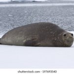 Elephant seal