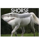 Shorse meme