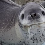 Neutral Leopard Seal