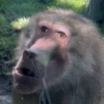 Confused baboon