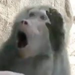 Shocked baboon