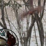 bird attacking bird on screen window