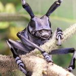 Bug Mirror Image Mode