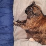 Empress of cats holds back the seas of chaos template