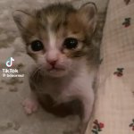 Sad cat GIF Template