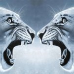 lion yell at lion that yells at lion