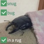 Snug as a bug in a rug meme