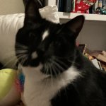 My cat jax looks dumb