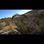 Pterodactyl Flying GIF Template