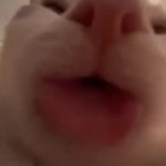 cat licking gif GIF Template