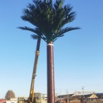 Palm tree cell tower