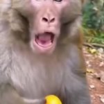 Offended Macaque holding orange